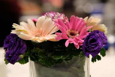 Close-up of pink flowering plant