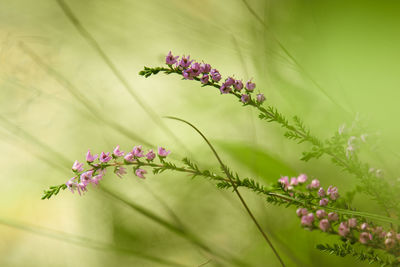 Close-up of purple flowering plant