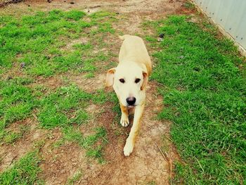 High angle portrait of dog on field