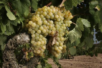 Close-up of fruits growing on plant