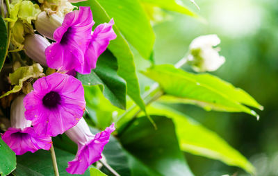 Close-up of pink flowering plant