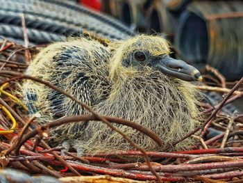 Close-up of bird in nest