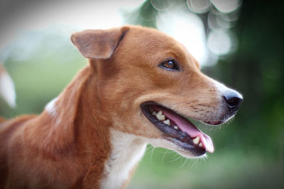 Close-up of dog looking away