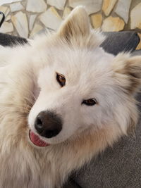 Close-up portrait of a dog