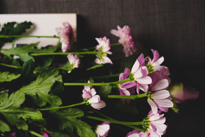 Close-up of pink flowering plant