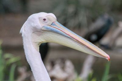 Close-up of a bird