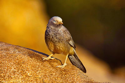 High angle view of birds perching on rock