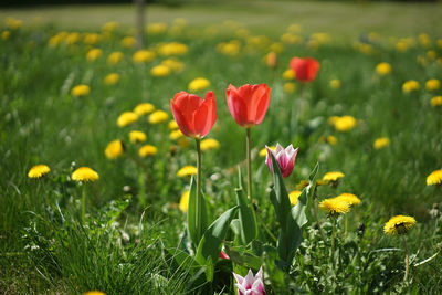 Yellow flowers blooming in field