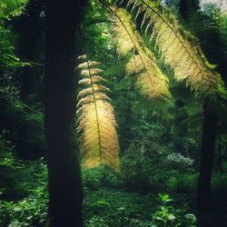 Trees in forest