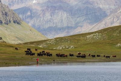 Buffaloes walking on grassy field by river and mountains