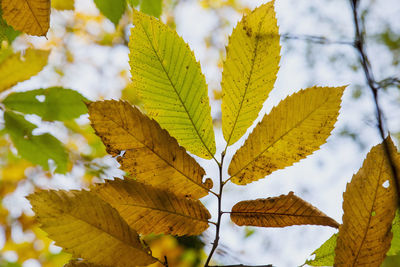 Close-up of maple leaves against sky