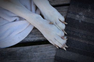 Cropped image of dog on boardwalk