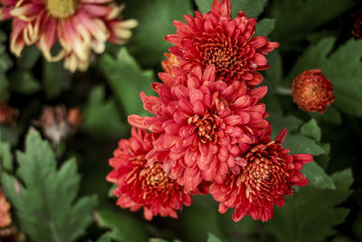 Close-up of pink dahlia flowers