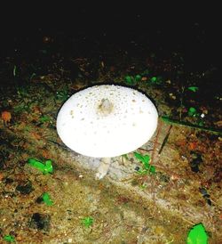 High angle view of mushroom growing on field