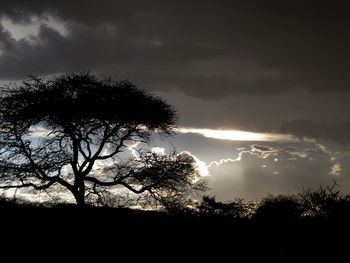 Silhouette of trees against cloudy sky