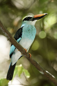 Close-up of bird perching on branch