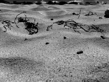 High angle view of ants on sand