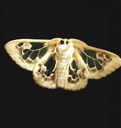 Close-up of glass over white background