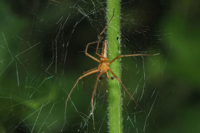 Close-up of spider on web