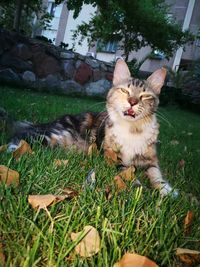 Portrait of cat sitting on grass