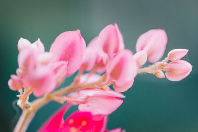 Close-up of pink cherry blossom