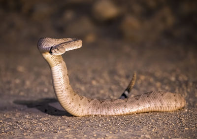 Close-up of lizard on land