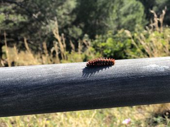 Close-up of insect on wood