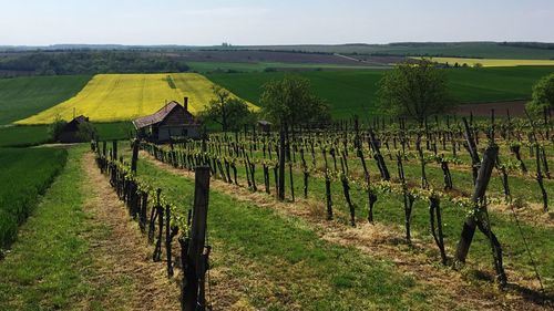 Scenic view of vineyard