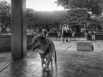 Dog on street against sky