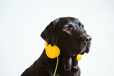 Close-up of a dog looking away over white background