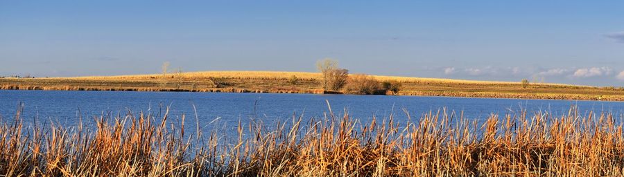 Plants growing on field by lake against sky