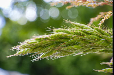 Close-up of fresh green plant