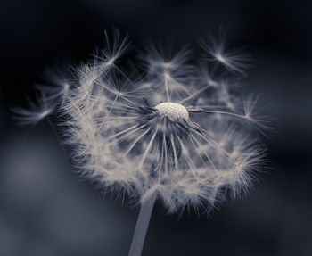 Close-up of dandelion against black background