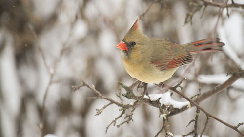 Close-up of bird perching on tree during winter