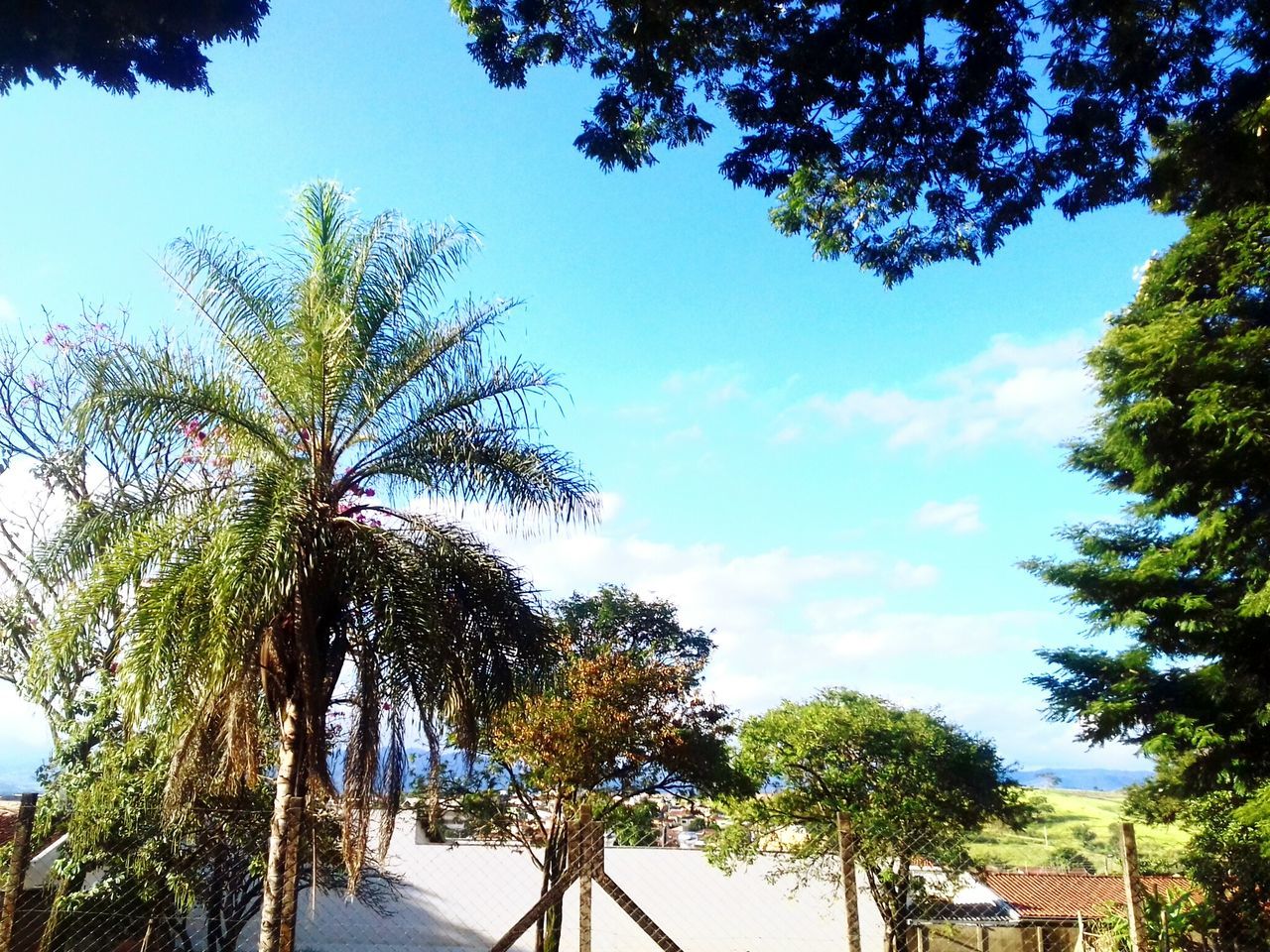 tree, low angle view, growth, sky, blue, palm tree, branch, built structure, nature, building exterior, sunlight, architecture, day, clear sky, outdoors, no people, beauty in nature, tranquility, green color, tree trunk