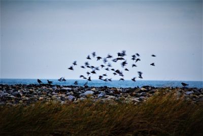 Flock of birds flying over sea against sky