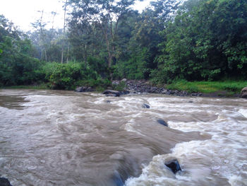 View of river flowing through forest