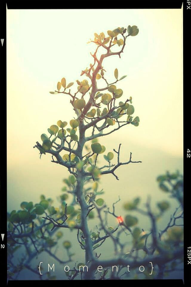 transfer print, auto post production filter, growth, branch, nature, tree, leaf, beauty in nature, close-up, focus on foreground, sky, freshness, day, plant, fragility, outdoors, no people, tranquility, season, low angle view