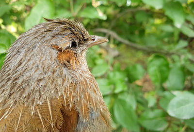 Close-up of a bird