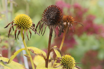 Close-up of wilted plant