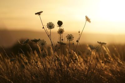 Close-up of thistle on field against sky during sunset