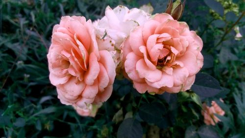 Close-up of pink flowers