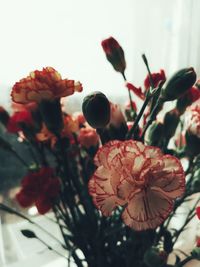 Close-up of red flowering plant