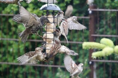 Close-up of birds flying