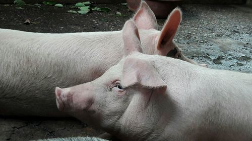 Close-up of pigs lying down on rock