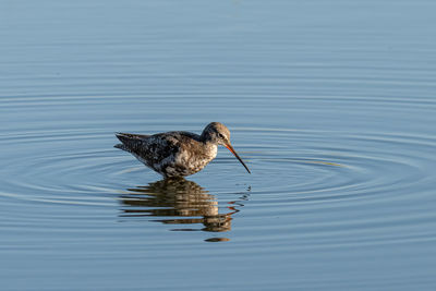 High angle view of duck swimming in lake