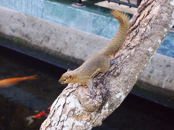 Close-up of squirrel perching on tree trunk