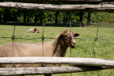 Brown sheep graze on an open green meadow in a farming area, rural life,