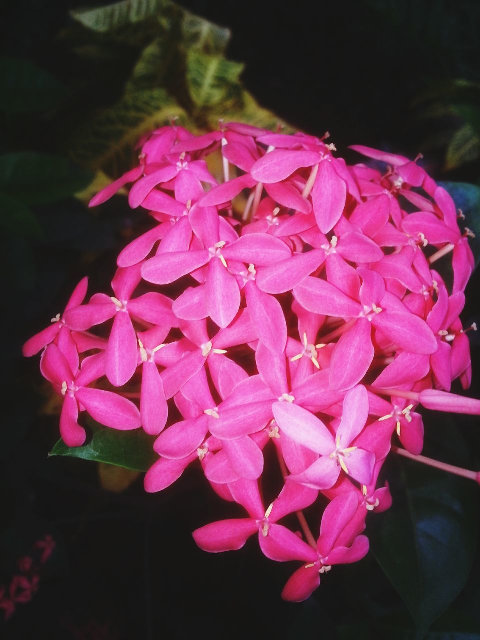 CLOSE-UP OF PINK FLOWERS BLOOMING