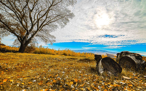 Bare trees on field against sky during autumn